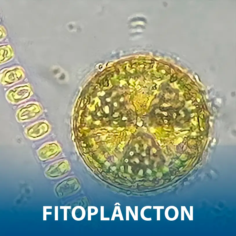 <br><br>Fitoplâncton
