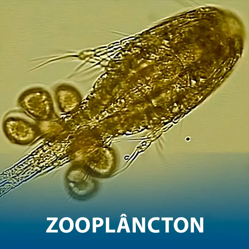 Zooplâncton