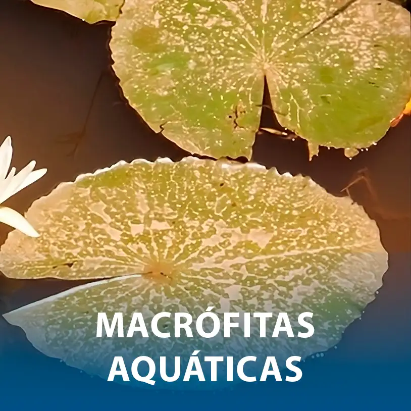 <br><br>Macrófitas Aquáticas