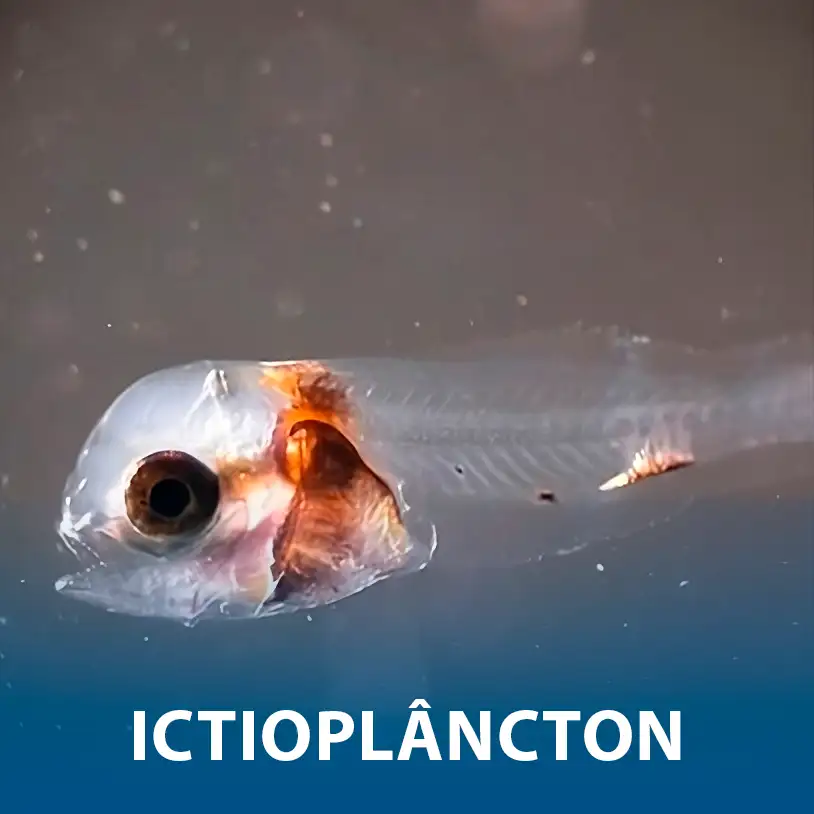 <br><br>Ictioplâncton